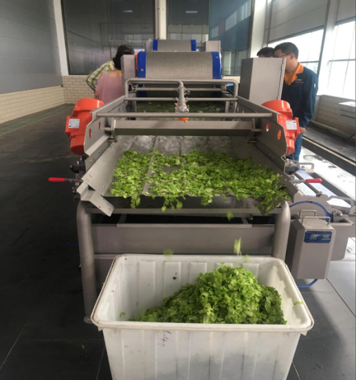 Salad processing line from Asia Customer
